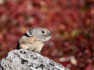 秋１　エゾナキウサギ　錦繍